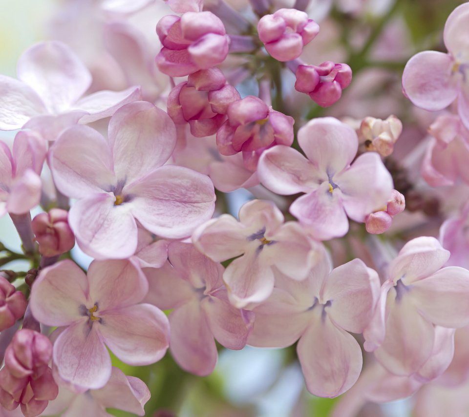 Обои макро, весна, нежность, сирень, macro, spring, tenderness, lilac разрешение 2048x1365 Загрузить