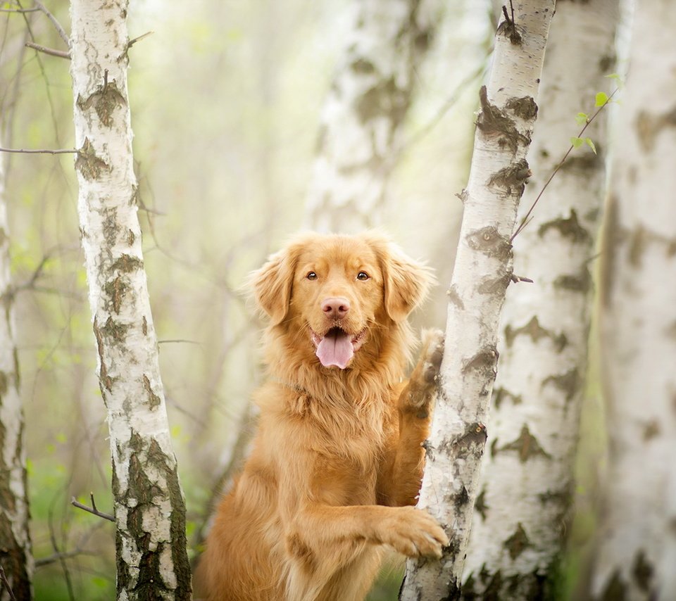 Обои деревья, взгляд, собака, друг, золотистый ретривер, trees, look, dog, each, golden retriever разрешение 1920x1219 Загрузить