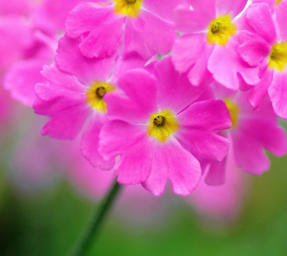 Обои природа, макро, лепестки, соцветие, герань, nature, macro, petals, inflorescence, geranium разрешение 1920x1200 Загрузить