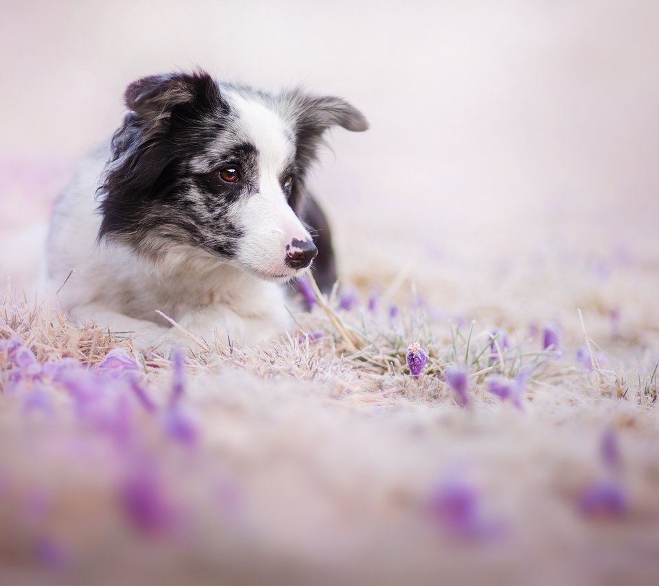 Обои цветы, взгляд, собака, друг, бордер-колли, flowers, look, dog, each, the border collie разрешение 2000x1333 Загрузить