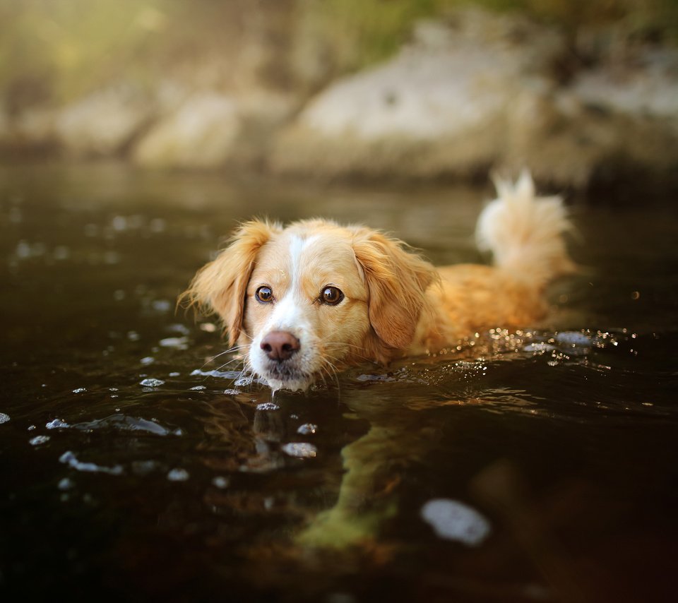 Обои вода, мордочка, взгляд, собака, щенок, water, muzzle, look, dog, puppy разрешение 2048x1365 Загрузить