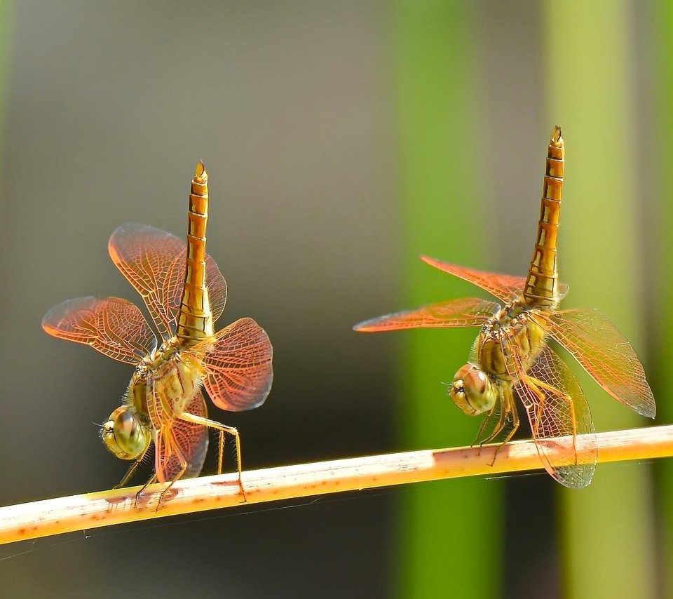 Обои макро, насекомые, танец, парочка, дуэт, стрекозы, macro, insects, dance, a couple, duo, dragonflies разрешение 2048x1288 Загрузить