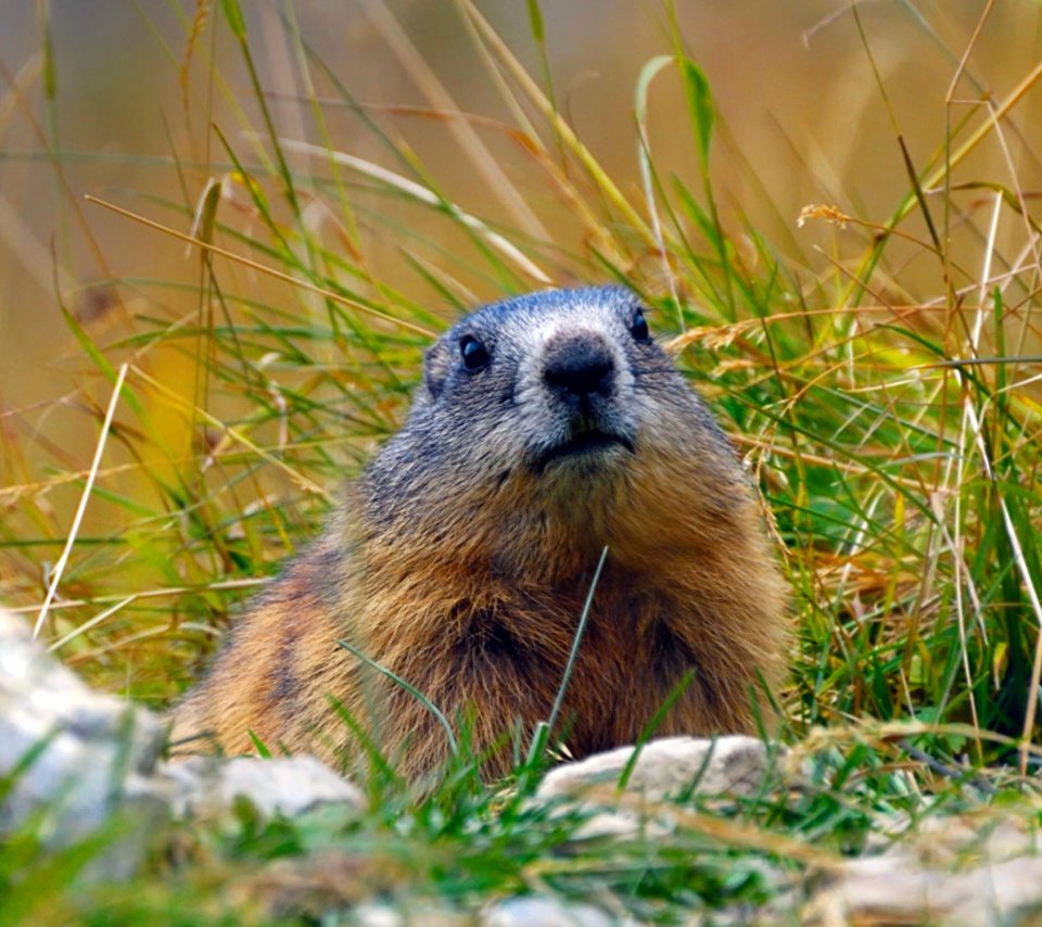 Обои трава, альпы, сурок, грызун, байбак, grass, alps, marmot, rodent, baybak разрешение 1920x1080 Загрузить