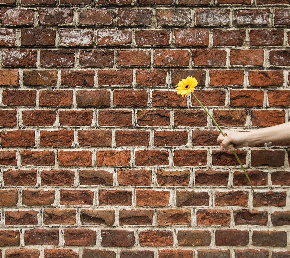 Обои рука, цветок, стена, подарок, гербера, hand, flower, wall, gift, gerbera разрешение 2048x1365 Загрузить