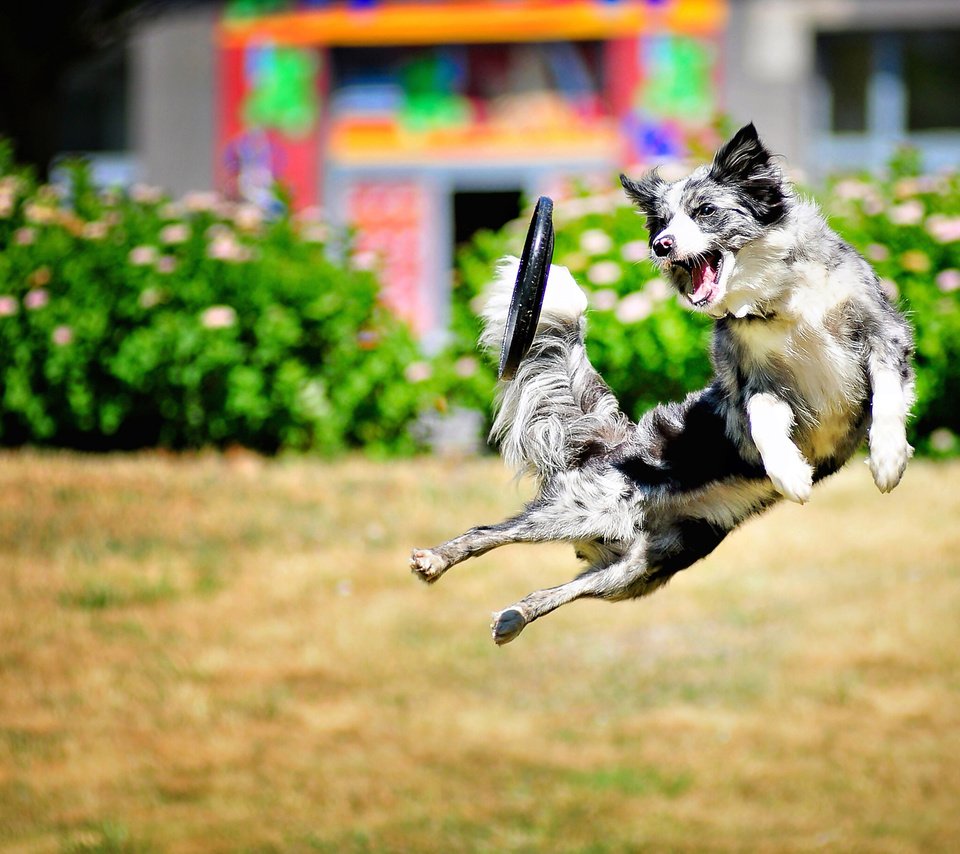 Обои собака, прыжок, игра, dog, jump, the game разрешение 2560x1652 Загрузить