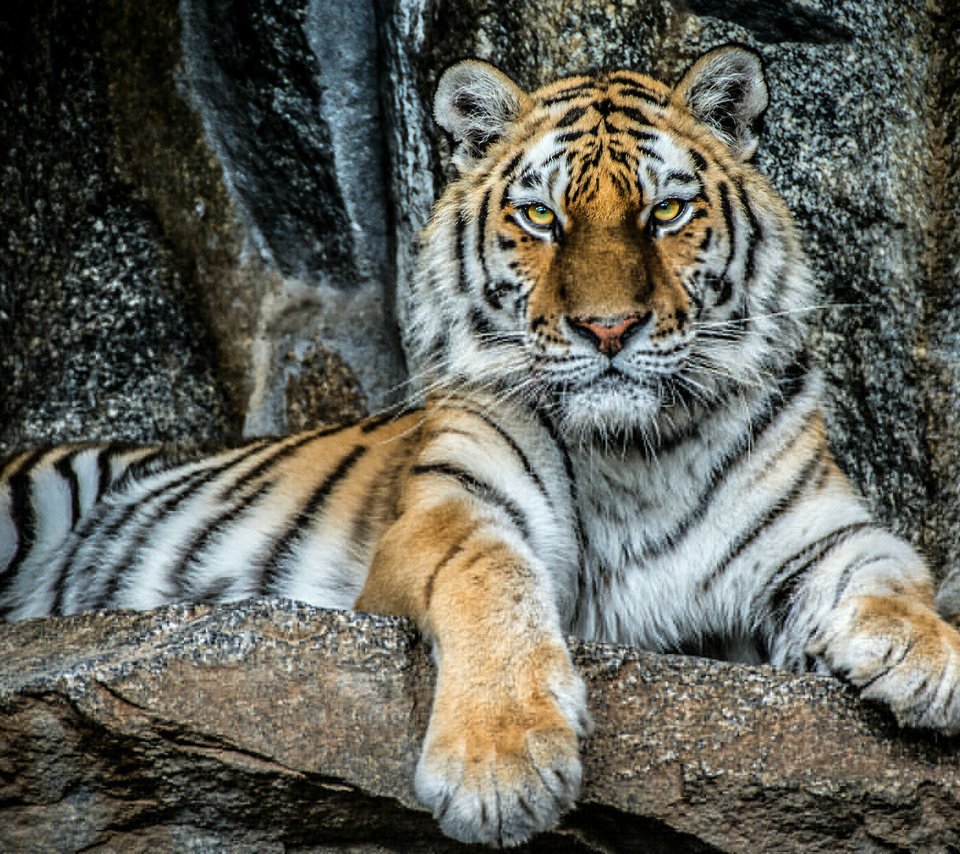 Обои тигр, камни, портрет, взгляд, хищник, красавец, tiger, stones, portrait, look, predator, handsome разрешение 2046x1243 Загрузить