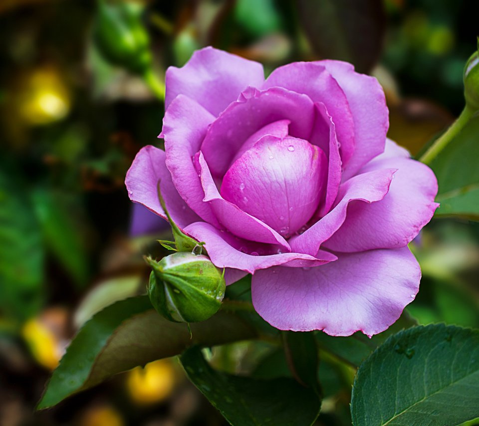 Обои цветение, роза, роз, цветком, фиалка, flowering, rose, roses, flower, violet разрешение 2048x1365 Загрузить