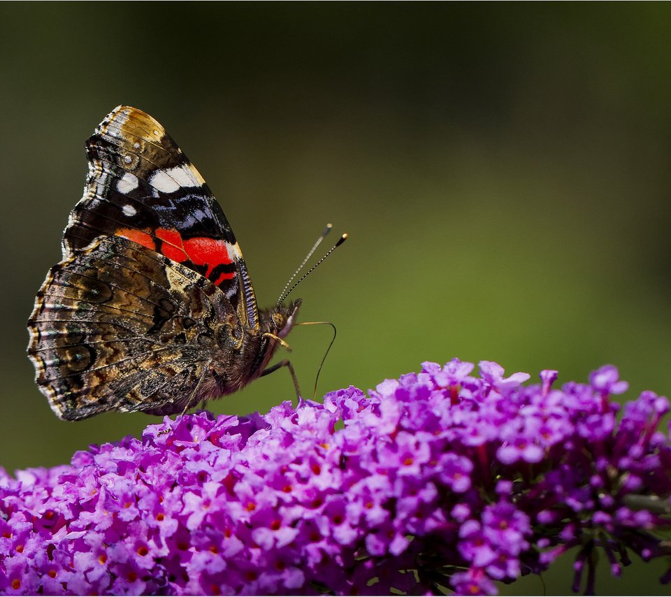 Обои цветы, бабочка, flowers, butterfly разрешение 1920x1080 Загрузить