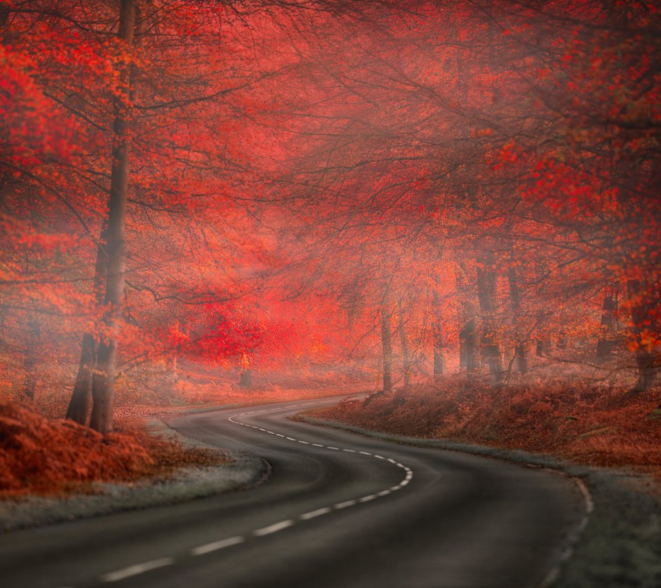 Обои дорога, nature. beauty, природа, лес, листья, туман, осень, краcный, автодорога,  листья, road, nature, forest, leaves, fog, autumn, red разрешение 2048x1363 Загрузить
