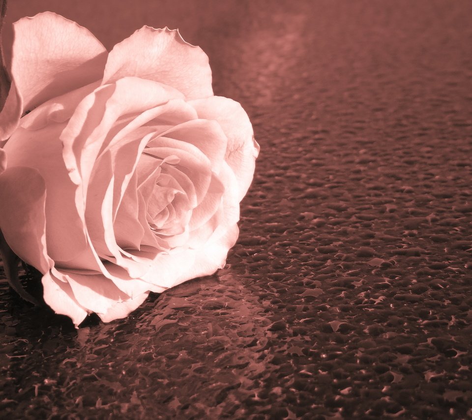 Обои макро, фон, роза, macro, background, rose разрешение 4040x2626 Загрузить