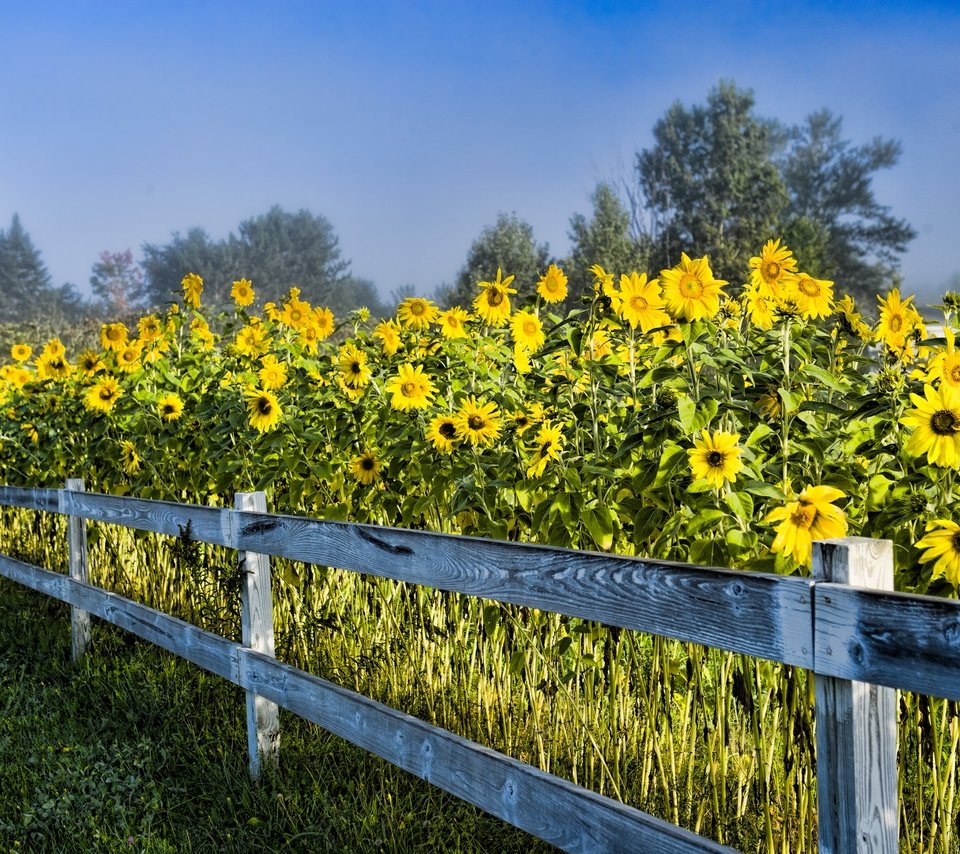 Обои небо, деревья, природа, забор, сша, подсолнухи, стоу вермонт, the sky, trees, nature, the fence, usa, sunflowers, stowe vermont разрешение 2880x1920 Загрузить