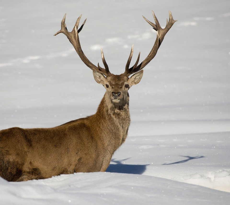 Обои снег, олень, зима, рога, сугробы, snow, deer, winter, horns, the snow разрешение 2880x1920 Загрузить