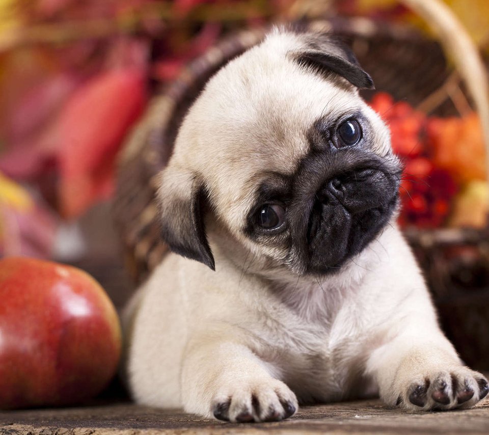 Обои собака, щенок, яблоко, мопс, dog, puppy, apple, pug разрешение 1920x1200 Загрузить