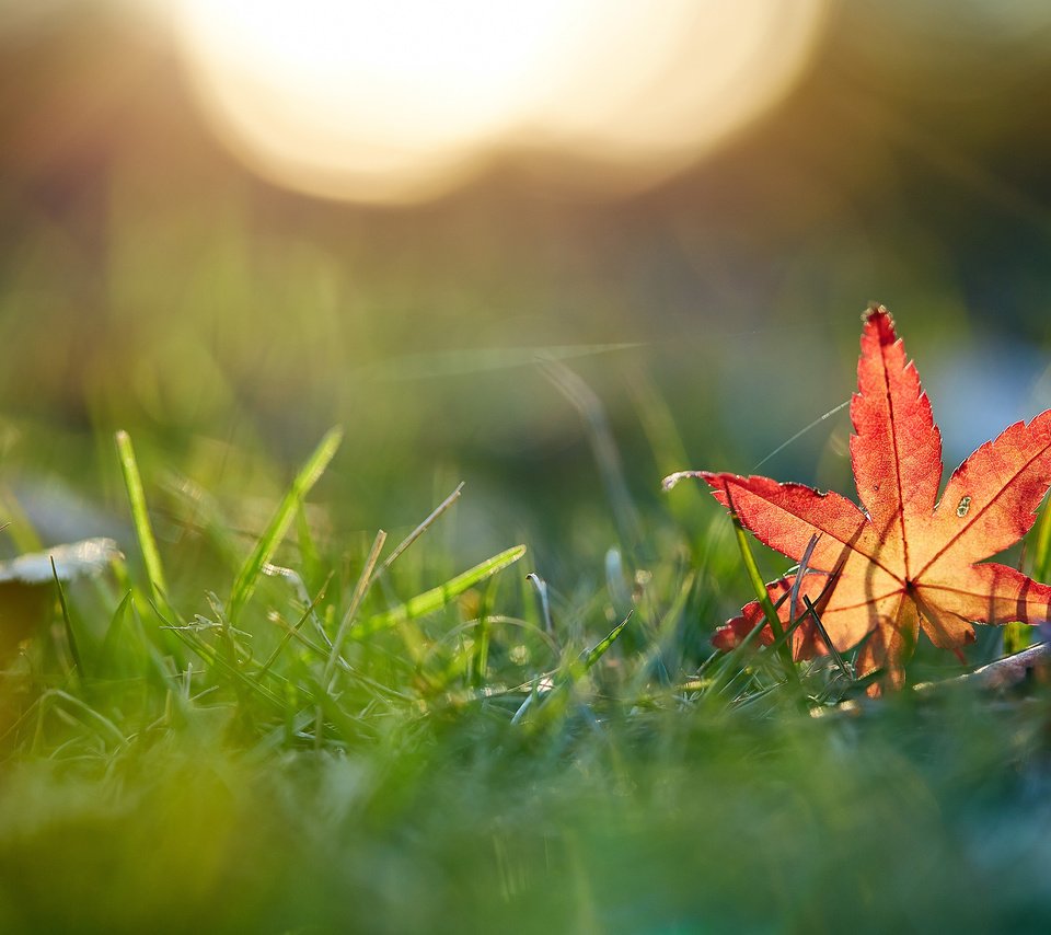 Обои трава, макро, осень, лист, mirai.takahashi, grass, macro, autumn, sheet разрешение 3840x2400 Загрузить