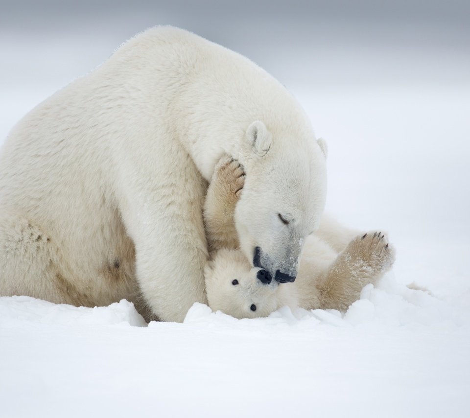 Обои снег, зима, медведь, белый, обои. животные, snow, winter, bear, white, wallpaper. animals разрешение 2560x1600 Загрузить