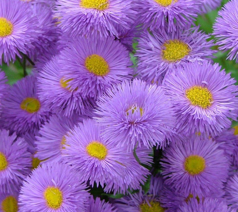 Обои цветы, астры, flowers, asters разрешение 1920x1200 Загрузить