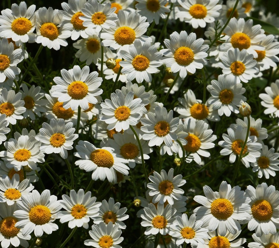 Обои цветы, ромашки, много, flowers, chamomile, a lot разрешение 2880x1799 Загрузить