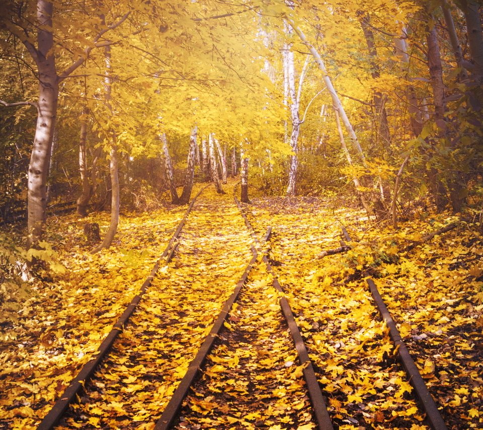 Обои дорога, железная дорога, рельсы, листья, березы, осень, road, railroad, rails, leaves, birch, autumn разрешение 1920x1261 Загрузить