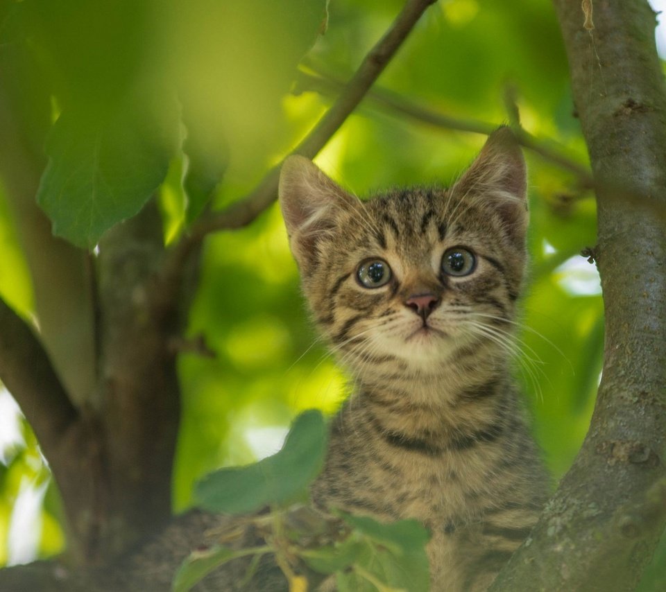 Обои кот, усы, кошка, котенок, на дереве, cat, mustache, kitty, on the tree разрешение 1920x1200 Загрузить