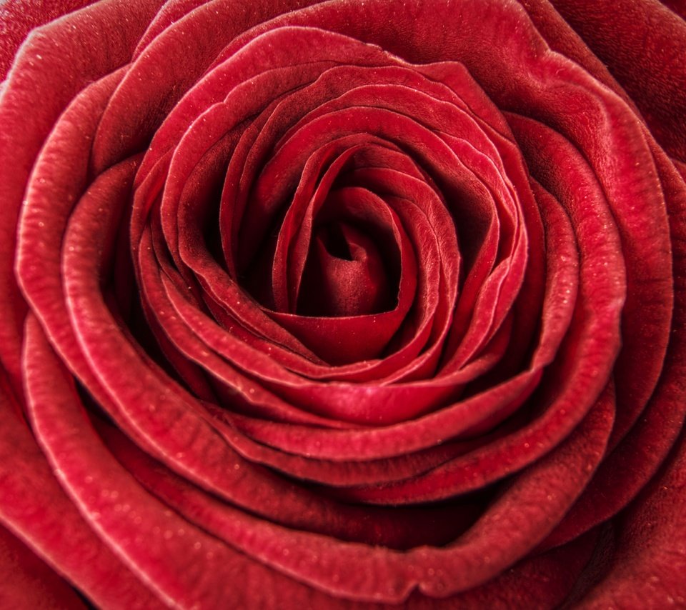 Обои макро, цветок, роза, лепестки, бутон, крупным планом, бархатная, macro, flower, rose, petals, bud, closeup, velvet разрешение 2880x1780 Загрузить