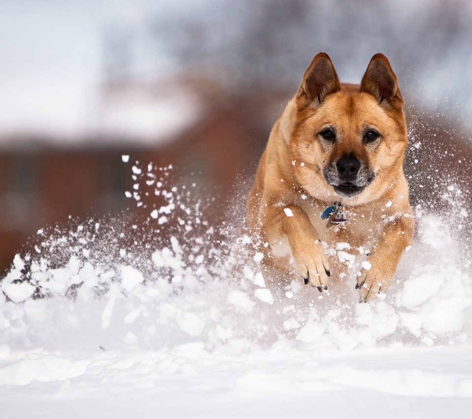 Обои снег, собака, немецкая овчарка, fpat, snow, dog, german shepherd разрешение 3840x2400 Загрузить