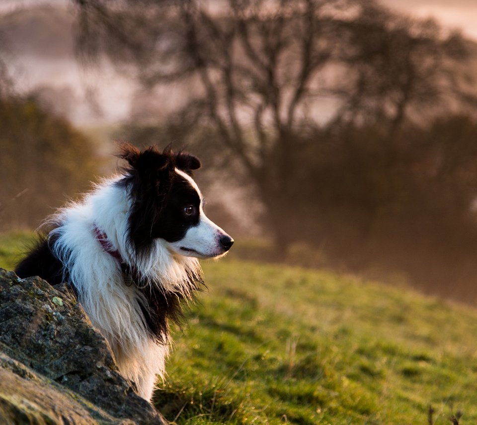 Обои собака, бордер-колли, dog, the border collie разрешение 1920x1200 Загрузить