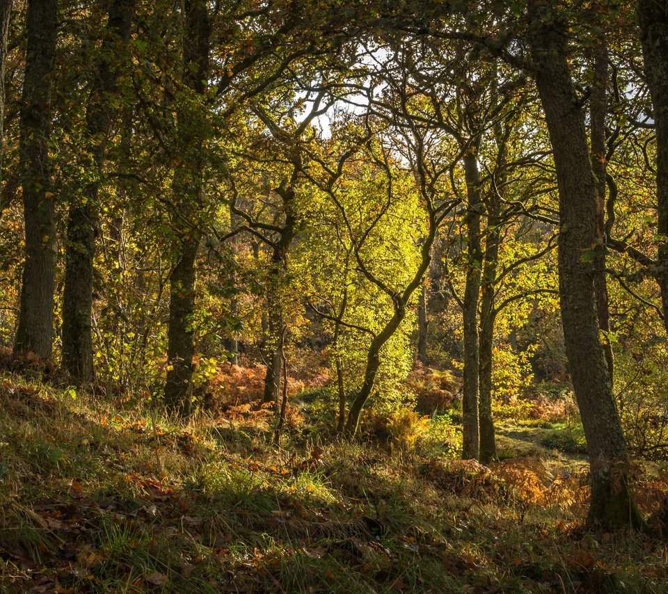 Обои трава, деревья, лес, шотландия, pitlochry, grass, trees, forest, scotland разрешение 2880x1620 Загрузить