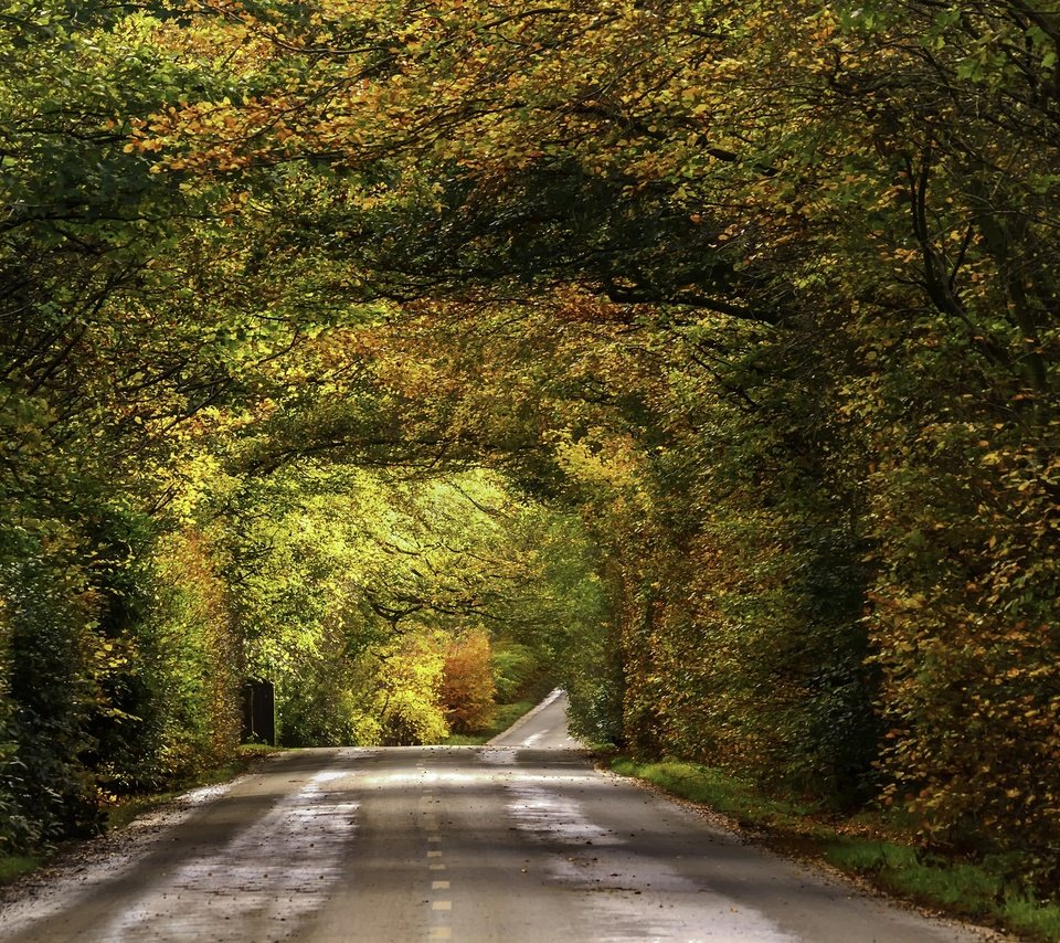 Обои дорога, листва, осень, опадают, осен, автодорога, road, foliage, autumn, fall разрешение 2009x1314 Загрузить