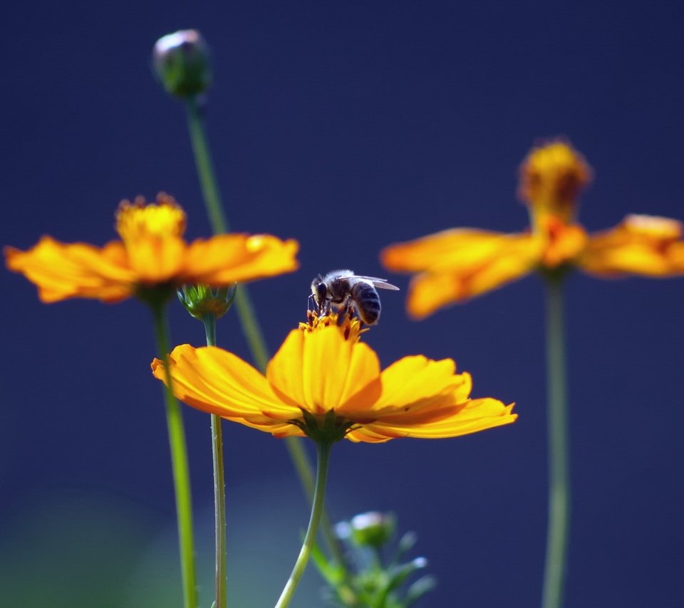 Обои цветы, природа, насекомое, пчела, желтые, мед, flowers, nature, insect, bee, yellow, honey разрешение 1920x1080 Загрузить