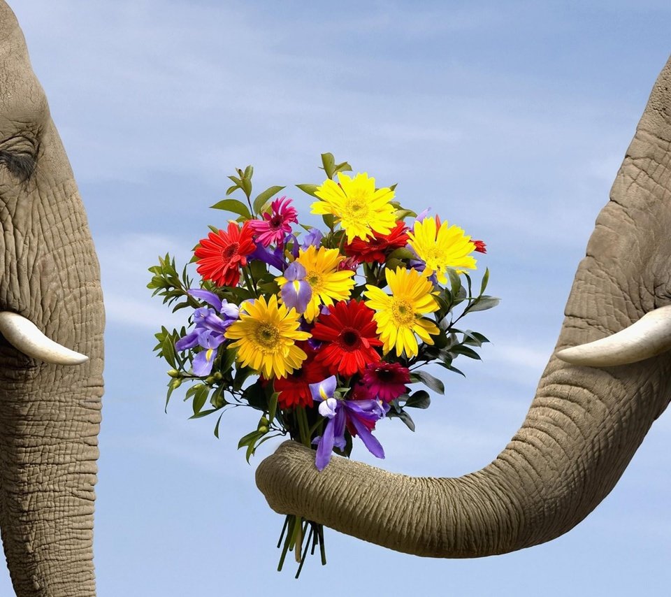 Обои цветы, животные, любовь, букет, слоны, flowers, animals, love, bouquet, elephants разрешение 1920x1440 Загрузить