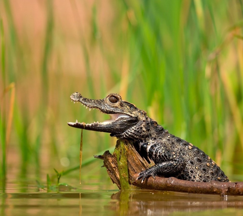 Обои вода, озеро, растения, крокодил, water, lake, plants, crocodile разрешение 1920x1200 Загрузить