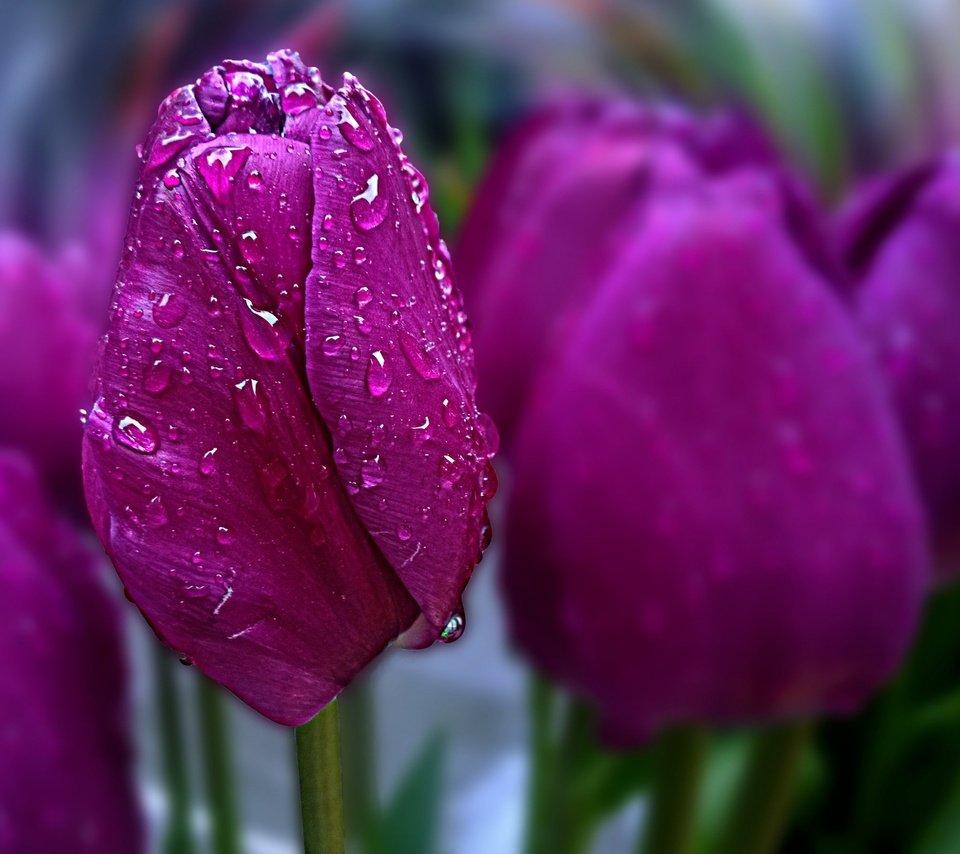 Обои цветы, весна, тюльпаны, боке, капли воды, flowers, spring, tulips, bokeh, water drops разрешение 2880x1800 Загрузить