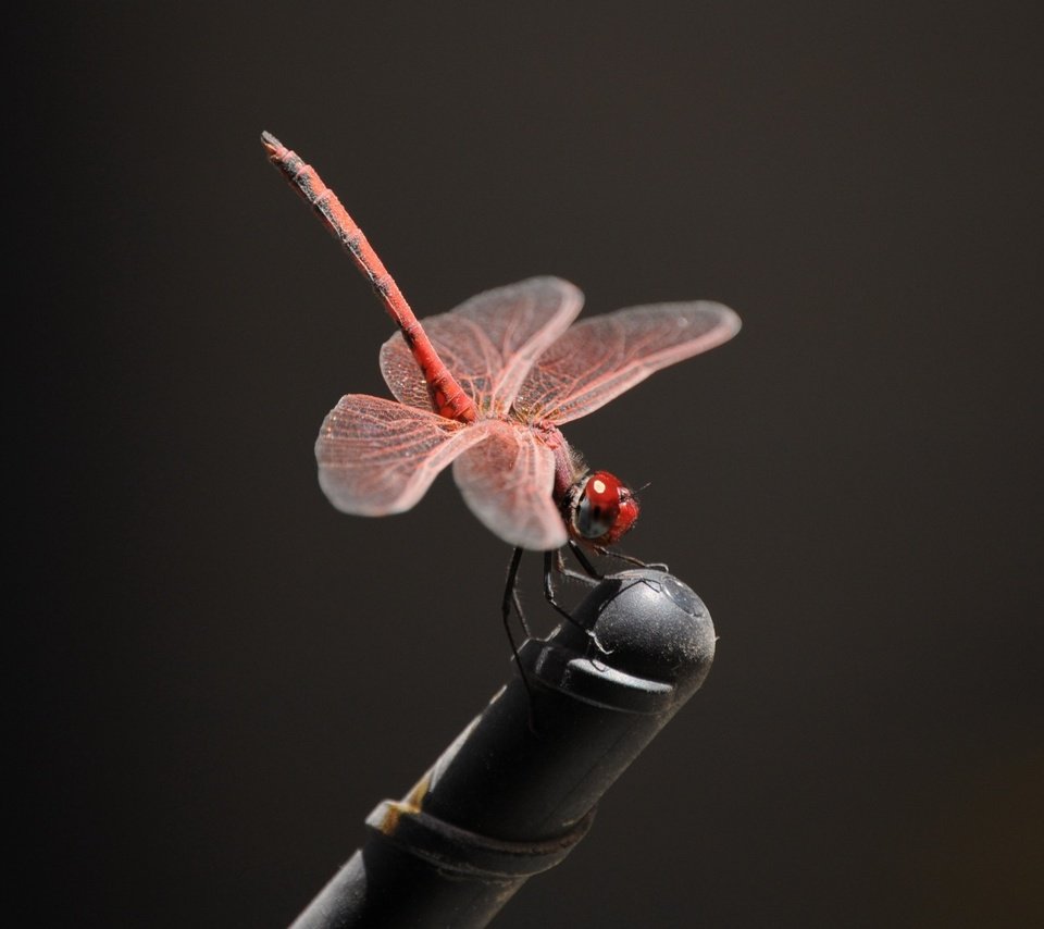 Обои насекомое, крылья, стрекоза, черный фон, insect, wings, dragonfly, black background разрешение 2560x1600 Загрузить