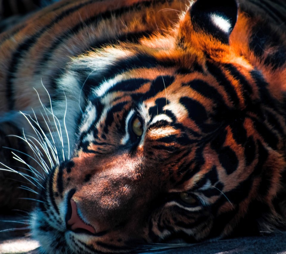 Обои тигр, хищник, большая кошка, животное, зоопарк, плотоядное, tiger, predator, big cat, animal, zoo, carnivorous разрешение 5000x3000 Загрузить
