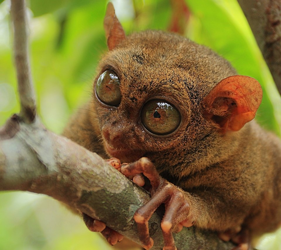 Обои природа, макро, примат, долгопят, philippine tarsier, nature, macro, the primacy of, tarsier разрешение 2560x1600 Загрузить