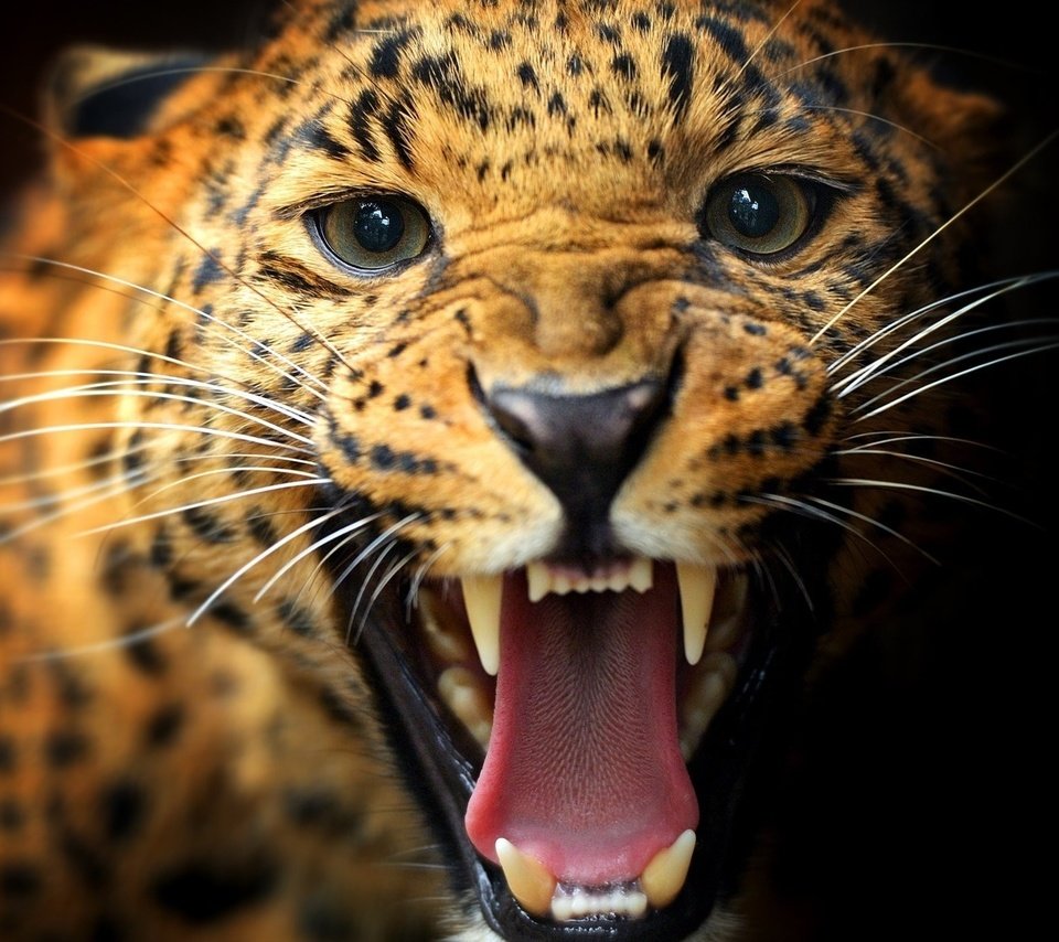 Обои животные, леопард, хищник, пасть, animals, leopard, predator, mouth разрешение 1920x1200 Загрузить