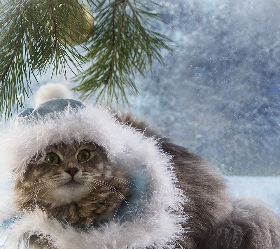 Обои фото, кот, мороз, взгляд, шапка, праздник, дед, photo, cat, frost, look, hat, holiday, grandfather разрешение 1920x1200 Загрузить