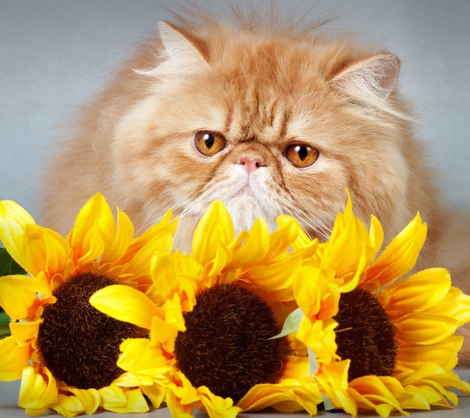 Обои цветы, кот, кошка, взгляд, подсолнухи, киса,  цветы, мнение, flowers, cat, look, sunflowers, kitty, opinion разрешение 2700x1781 Загрузить