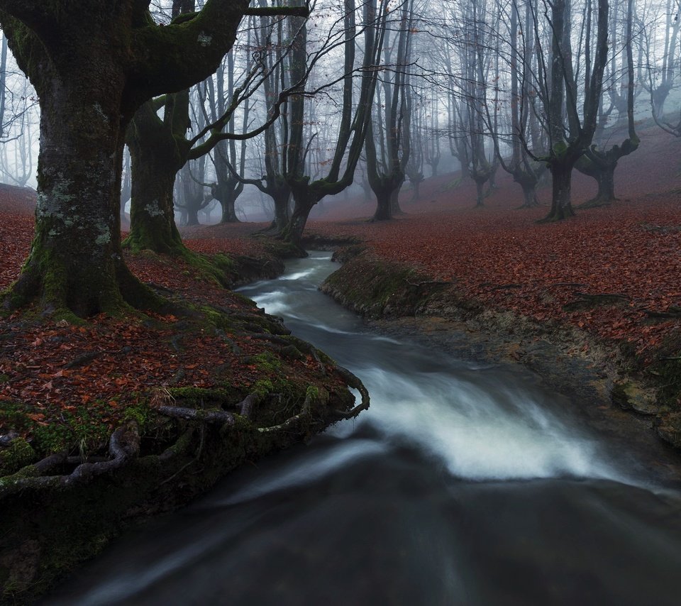 Обои река, лес, туман, river, forest, fog разрешение 2048x1367 Загрузить