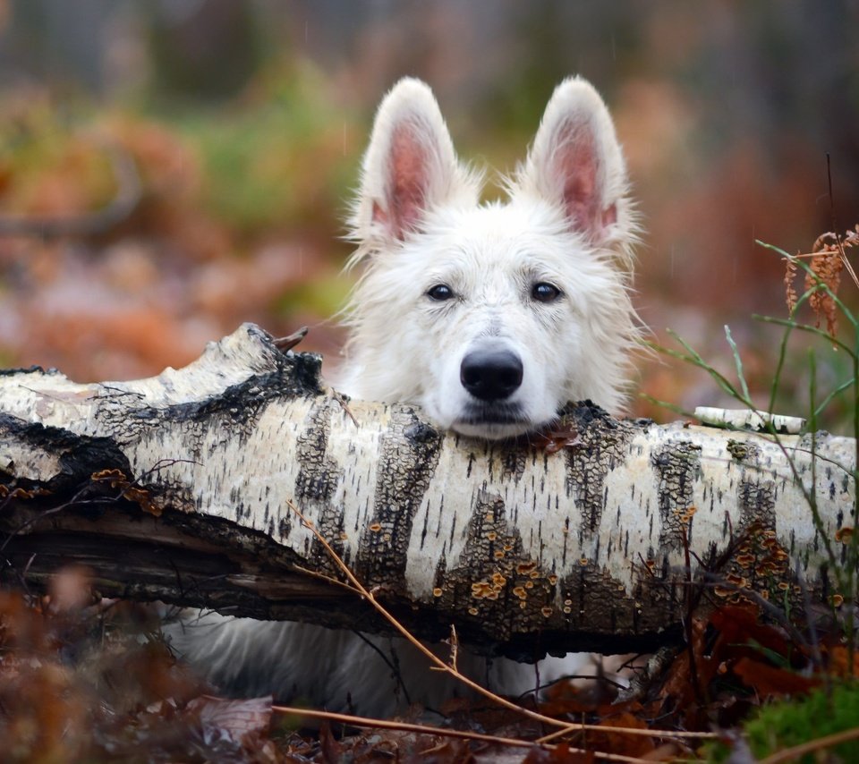 Обои дерево, взгляд, собака, tree, look, dog разрешение 2048x1193 Загрузить