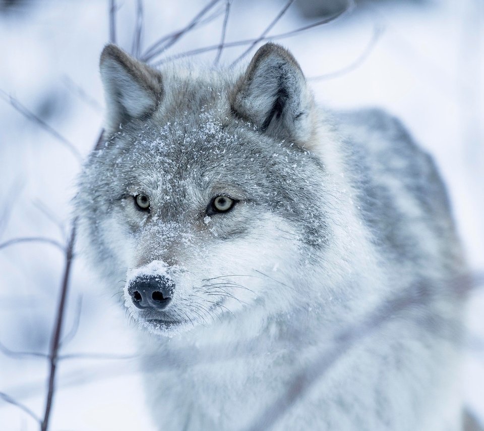 Обои глаза, снег, зима, взгляд, волчица, eyes, snow, winter, look, wolf разрешение 2048x1365 Загрузить