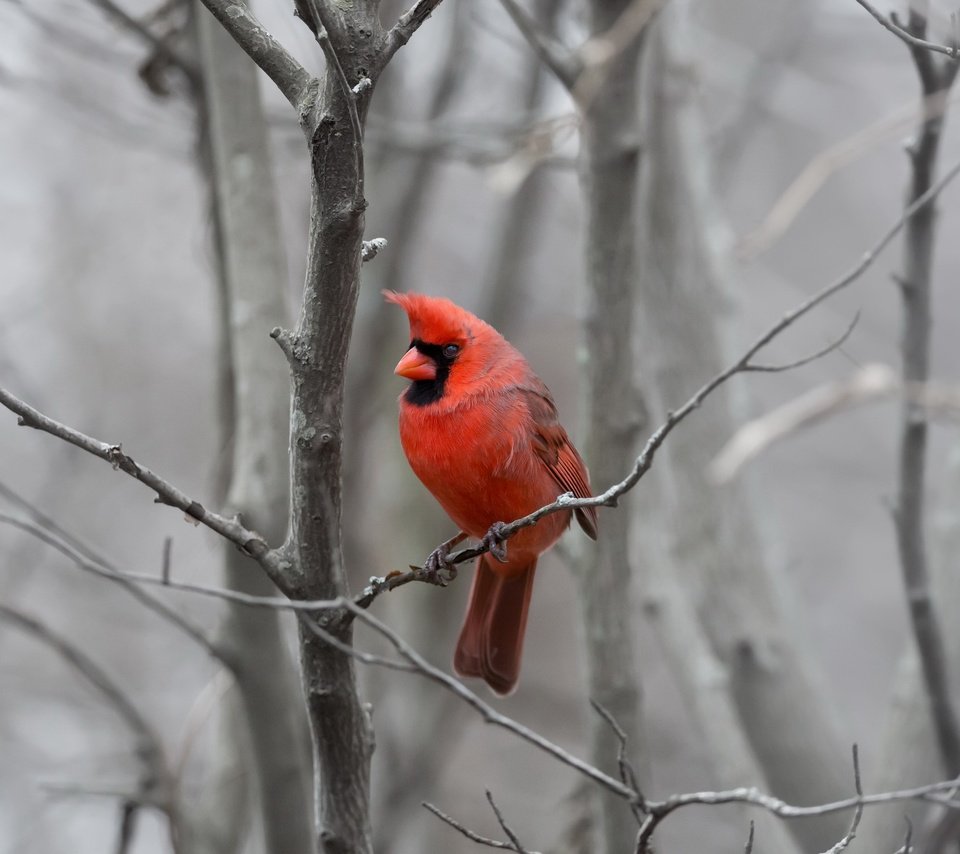 Обои природа, фон, птица, кардинал, nature, background, bird, cardinal разрешение 2048x1484 Загрузить