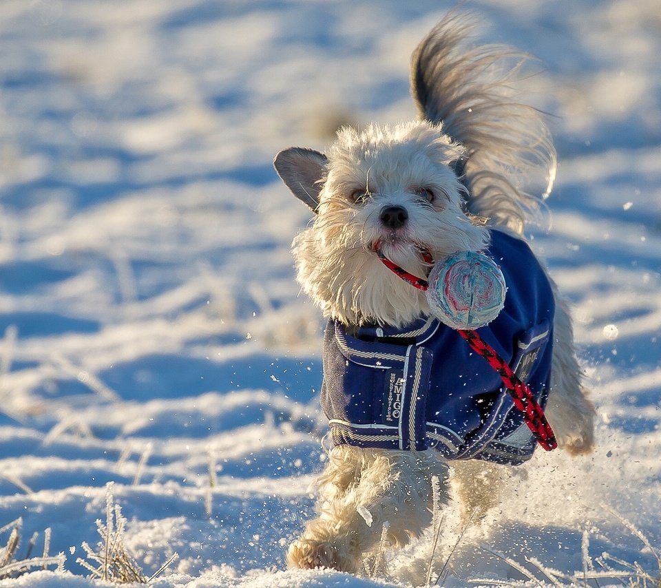 Обои снег, зима, настроение, собака, игрушка, прогулка, snow, winter, mood, dog, toy, walk разрешение 2048x1288 Загрузить