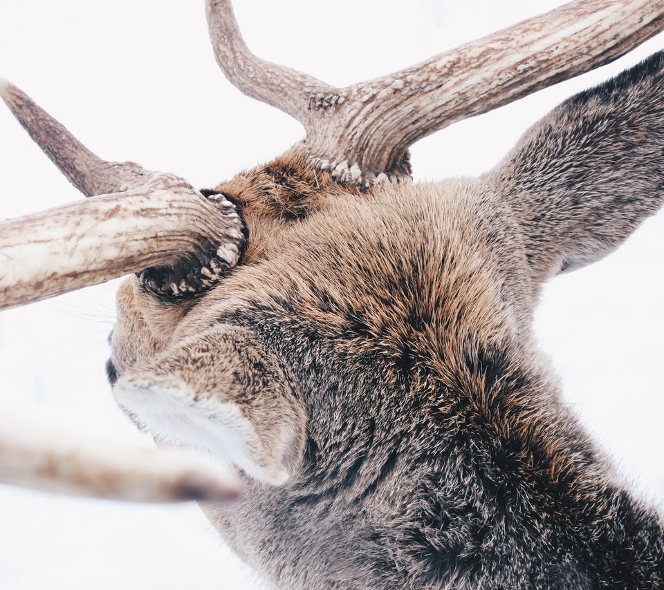 Обои снег, лес, олень, зима, животные, животное, рога, reindeer, snow, forest, deer, winter, animals, animal, horns разрешение 3888x2592 Загрузить