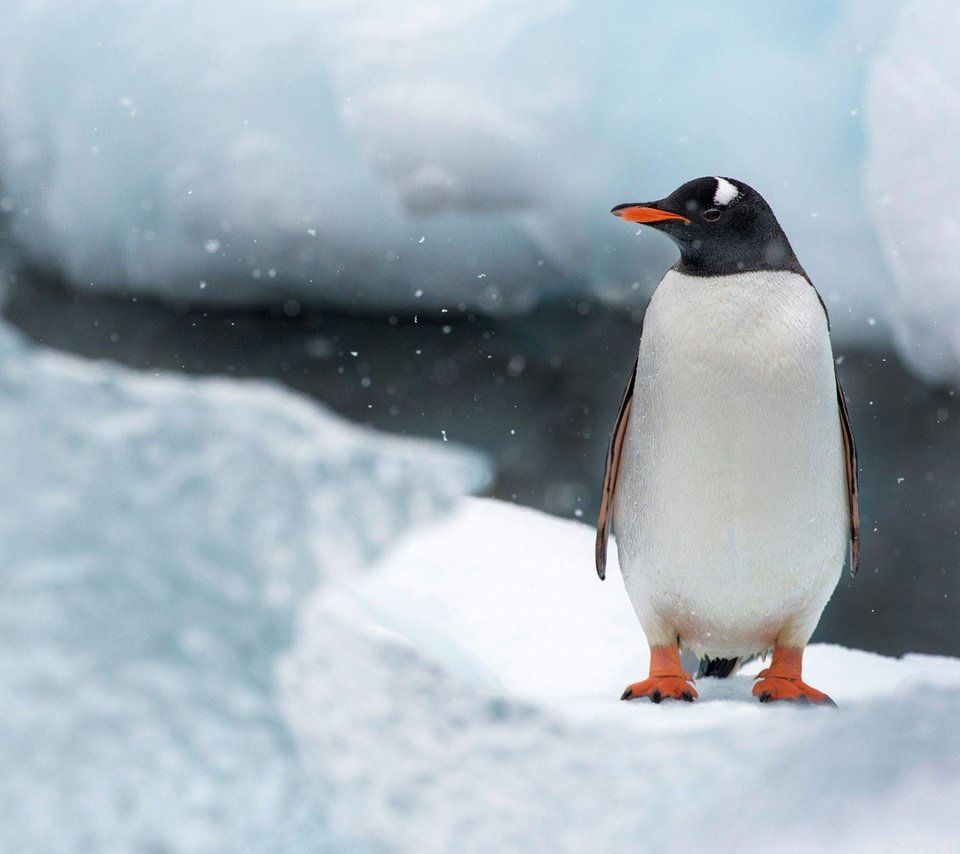 Обои снег, природа, лёд, птица, клюв, остров, пингвин, антарктида, snow, nature, ice, bird, beak, island, penguin, antarctica разрешение 1920x1200 Загрузить