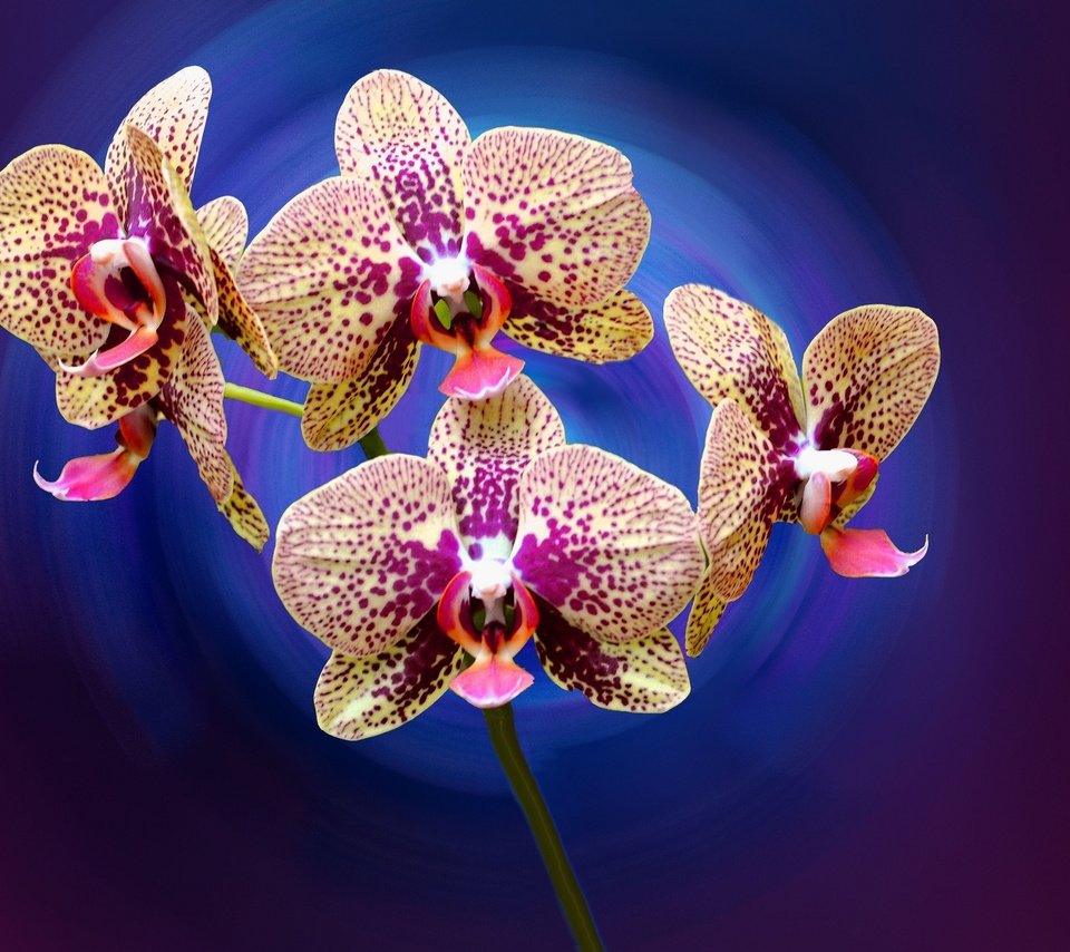 Обои цветы, лепестки, орхидея, flowers, petals, orchid разрешение 2048x1360 Загрузить