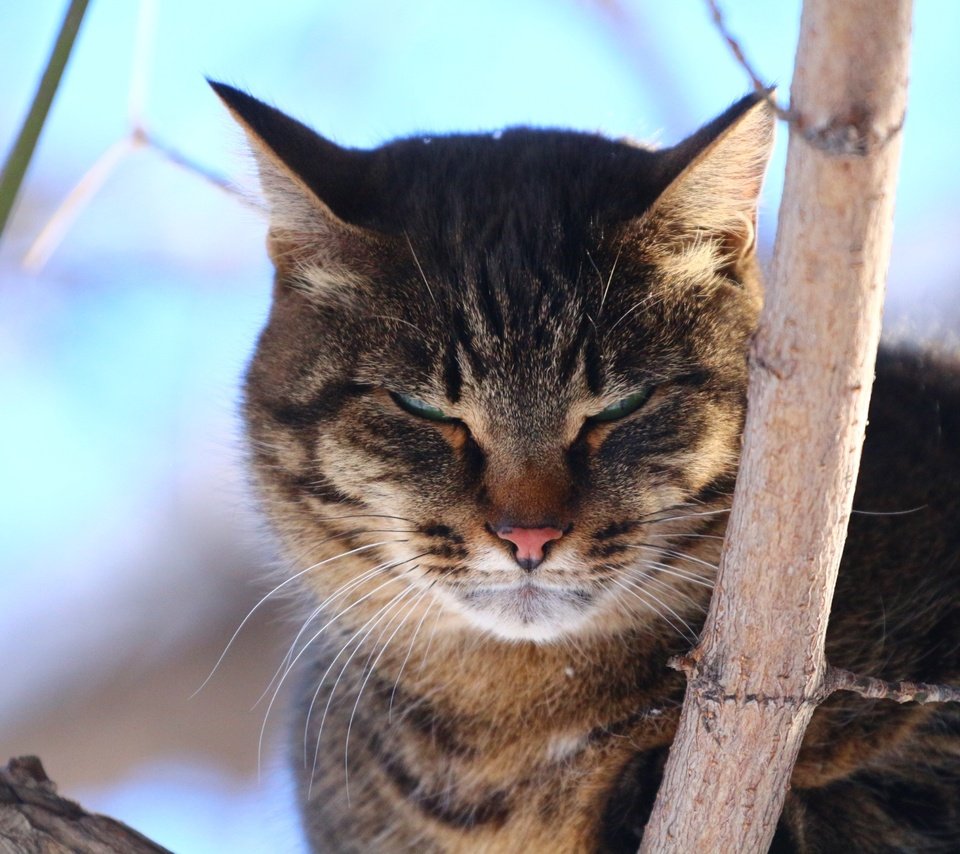 Обои дерево, кот, взгляд, tree, cat, look разрешение 1920x1280 Загрузить