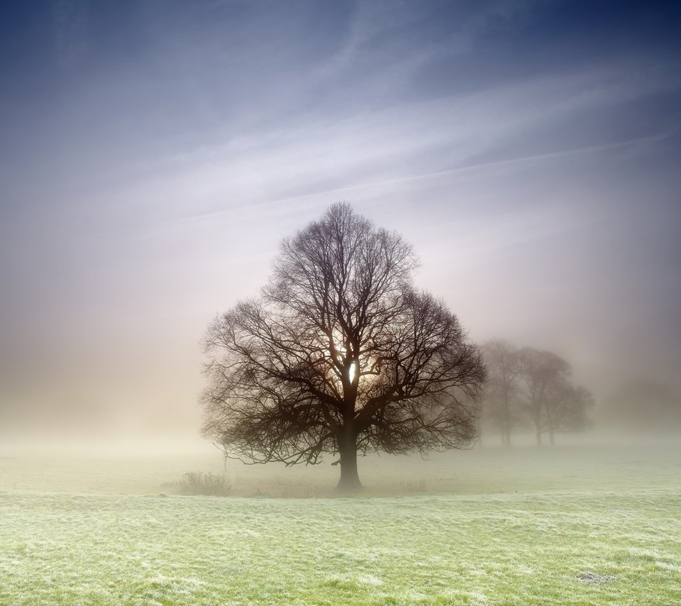 Обои природа, дерево, туман, поле, nature, tree, fog, field разрешение 2560x1707 Загрузить