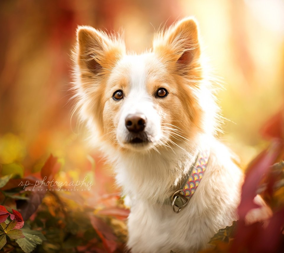 Обои природа, взгляд, осень, собака, животное, ошейник, пес, nature, look, autumn, dog, animal, collar разрешение 2048x1333 Загрузить