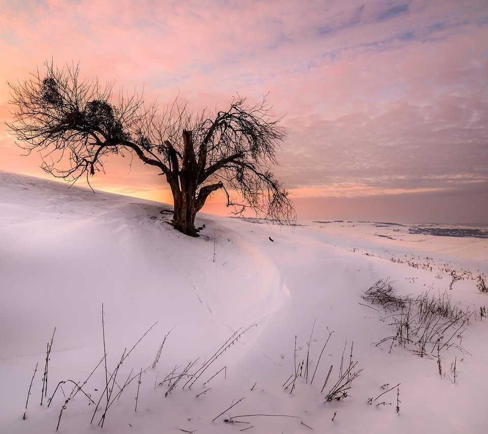 Обои снег, природа, дерево, закат, зима, snow, nature, tree, sunset, winter разрешение 2047x1253 Загрузить